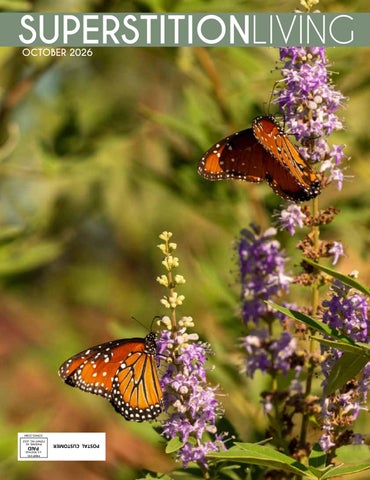 Superstition Living - October 2026 by Mansur Design Co. - Issuu