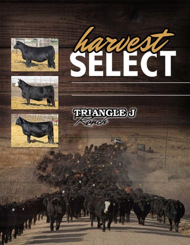 2026 Triangle J Harevest Select Female Sale