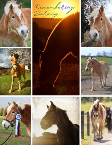 Remembering Barney Collage - FINAL