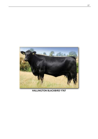 Pedigree Beef Day and Hallington 141026 第 19 页