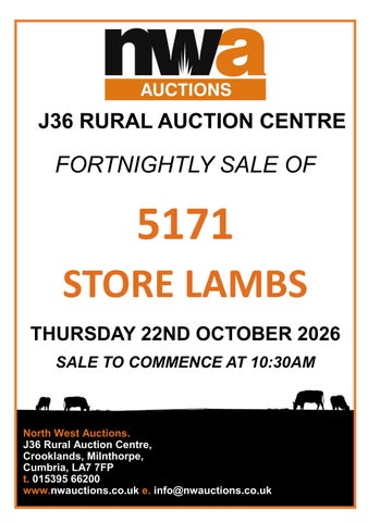 STORE LAMBS 221026