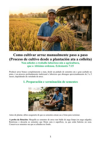 Galician - How to Grow Rice Manually Step-By-Step (Cultivation Process from Planting to Harvest)