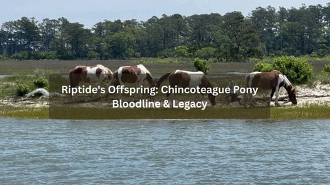 Riptide's Offspring: Chincoteague Pony Bloodline & Legacy