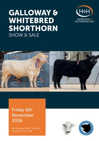 Galloway × Whtiebred Shorthorn 061126 第 1 页