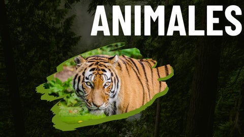 Animalestareasemana 9