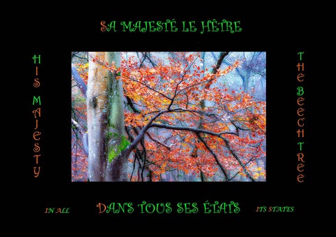 LE HÊTRE DANS TOUS SES ÉTATS –  THE BEECH IN ALL ITS FORMS 